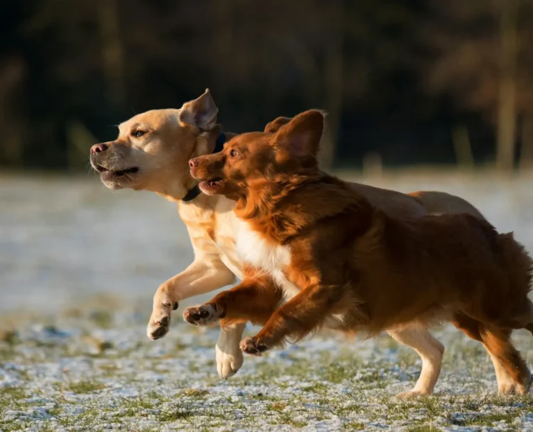 Loisto Eläinlääkärit Espoossa